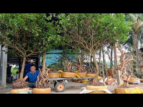 Tứ quý trồng lu,mai vàng độc lạ Gl ng 31/3/2022(Zalo _0899 068 890 @ÚT)_H.Thới Lai, TPCT