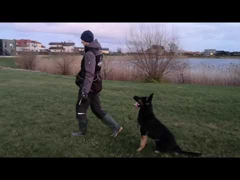 Yolo AE 14 month Obedience training 2020