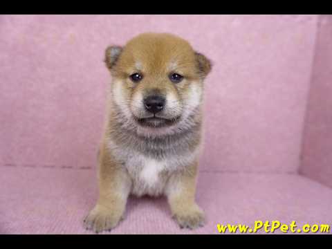 10/06赤色柴犬公幼犬2號