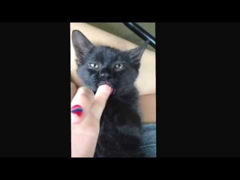 Hand-Raised Kitten Pacifying on Fingers