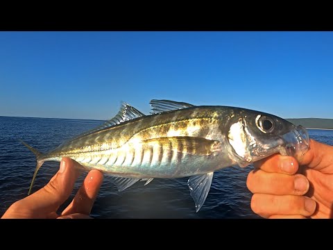 Light Jigging Krk Island CROATIA