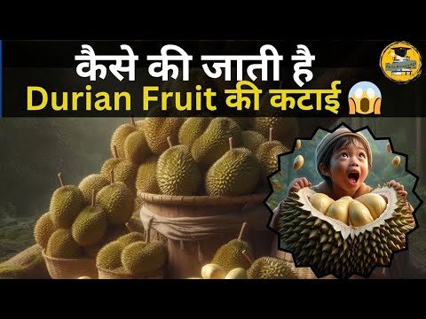 Amazing Ripe Durian Cutting Skills Master Collection - Thailand Street Food Durian Fruit की कटाई 😱