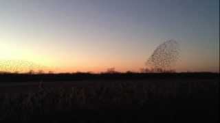 starling aerobatics under a crescent moon