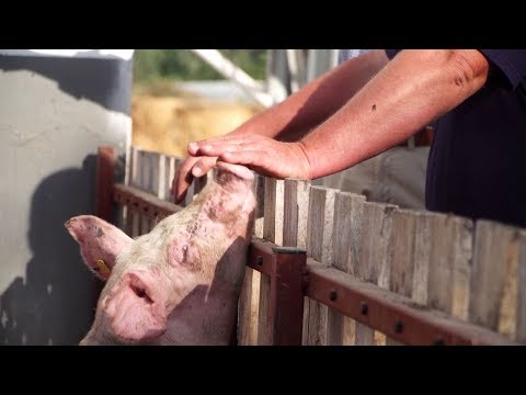 vörös foltok a disznó bőrén