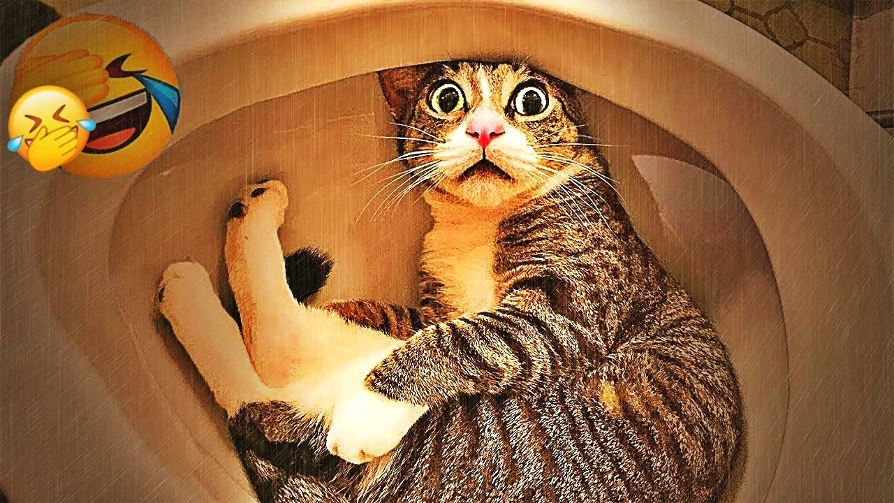 You Laugh You Lose😻🐶👋Funniest Dogs and Cats 2024🐶🤣