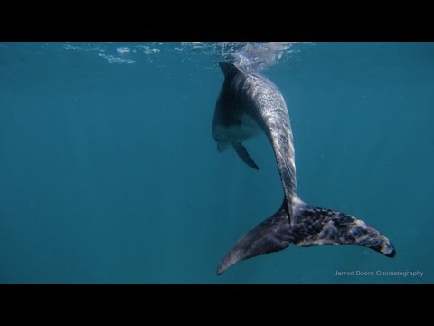 Diving Port Phillip Bay in Victoria, Australia