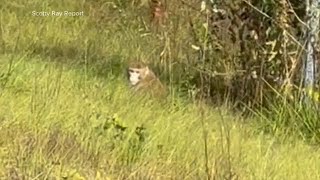 Monkeys escape from overturned truck on highway