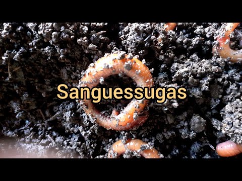 Sanguessugas: parentes assassinas das minhocas.