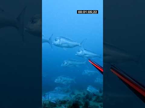 Tomando un vino y observando la pesca del día en una isla del Algarve: así hallaron al gestor cultural fugitivo Natalio Grueso