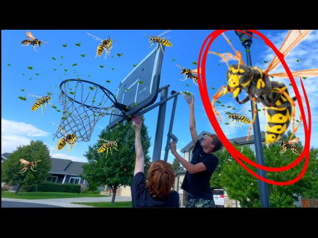 Removing a WASP NEST