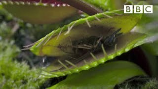 Life - Venus Flytraps: Jaws of Death - BBC One