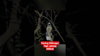 Download lagu BURUNG CABAK mp3