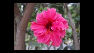 Flowers in Lima Peru