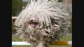 Do Your Ears Hang Low