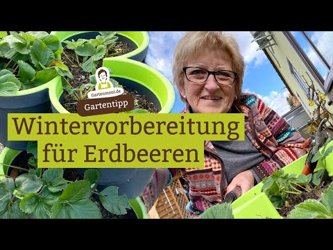 Erdbeerpflanzen für den Winter vorbereiten - So kommen Erdbeeren gut durch den Winter