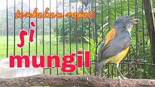 Download lagu kemade bunga api nembak rapat, cocok untuk masteran burung bahan mp3