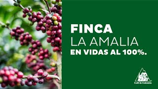 preview picture of video 'Historias del café: La Amalia'