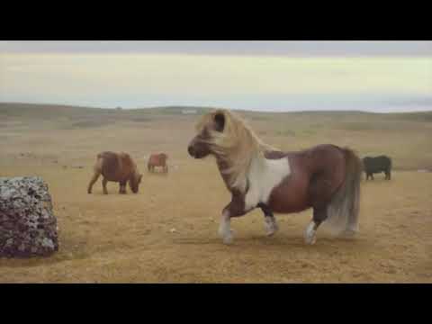 Moonwalking Pony TV Commercial 3 Mobile | UK TV ADVERT