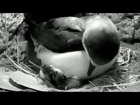 Bermuda Cahow | First view of Bermuda Petrel Chick | Congrats Mom and Dad for new baby | 27.02.2022