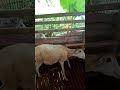 Ciri Ciri Domba Betina Birahi Agar Tidak Salah Pilih Shorts