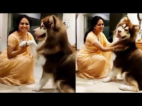 Singer Sunitha Cute Moments With A Dog | Singer Sunitha Latest Video | Films Adda