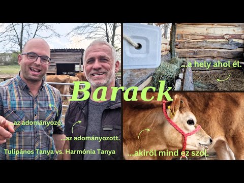 Barack boci a Tulipános Tanyáról......avagy ha törekszel a jóra, jó dolgok érnek el!
