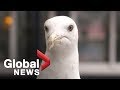 Study Finds Stare Down Is Best Weapon Against Thieving Seagulls
