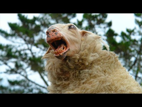 COSE CHE POSSONO TRASFORMARE GLI ANIMALI IN ZOMBIE