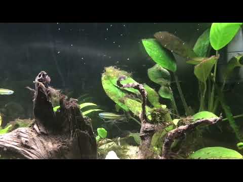 03.02.2022 Phenacogrammus aurantiacus