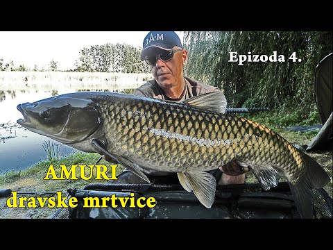 Kapitalna AMURčina iz lokvanja - Tehnika i taktika na divljoj vodi! Ješkovo E-4/4 / VSP Igor Pavičić