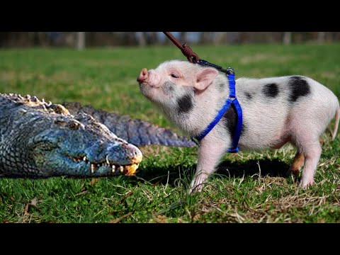 Exotic Animals That Make Surprisingly Good Pets | Exotic Pets
