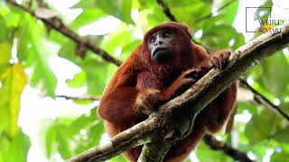 Interesting facts about red howler monkey by weird square