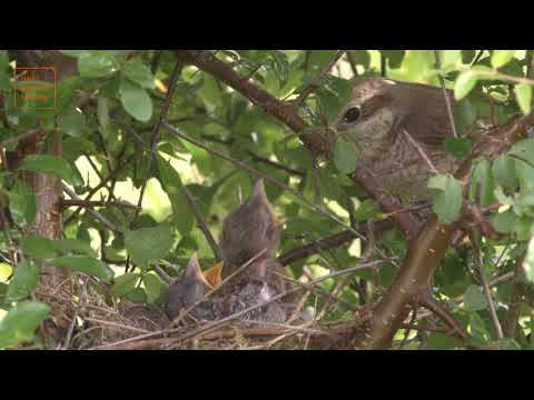 Sielmanns heimische Tiere - Der Neuntöter (HQ)
