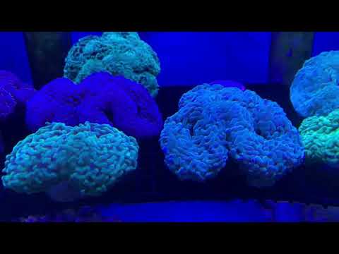 About coral brown jelly disease