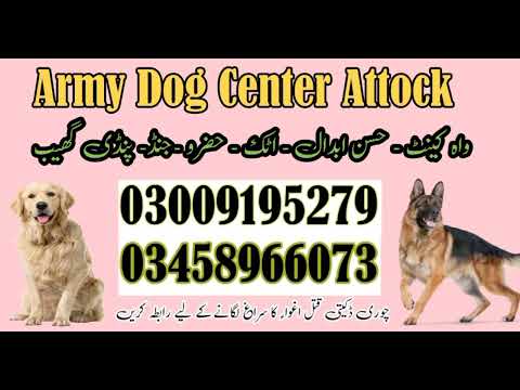 Army Dog Center Attock | 03458966073 | Khoji Dogs In Attock, Karma, Jand, Fateh Jang, Hazro
