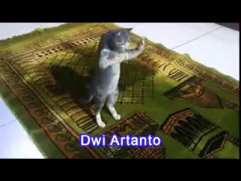 A cat is offer namaz must watch like,subscribe and share