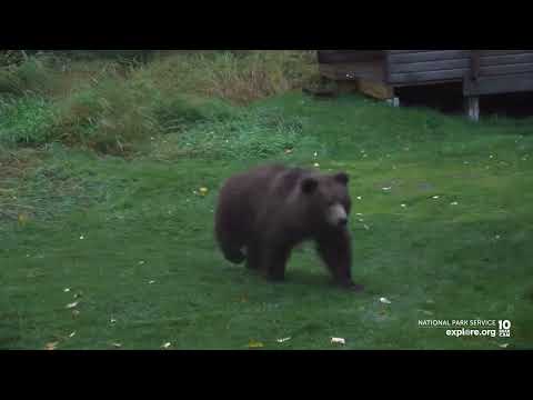 On This Day in Bear Cam History | Bear Interrupts a Live Chat