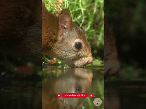 Eichhörnchen im Winter: 3 Regeln für Wasser, Futter und Sicherheit