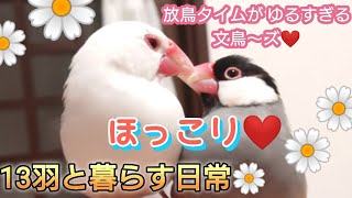 【文鳥】13羽と暮らす、とある日の放鳥タイムがゆるすぎる。。笑