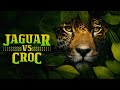 JAGUAR VS CROCODILE Wildlife Documentary In Hindi Wildlife Animal Planet Hindi