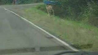 preview picture of video 'Deer Crossing in Netarts'