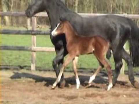 Hengstfohlen von Floriscount / Hohenstein