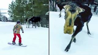 This Moose has no chill | Try Not To Laugh Weekly Animals