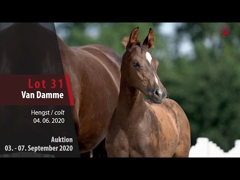 Online-Auktion v. 03. - 07.09.2020 Lot 31 Van Damme Hengst v. Vivaldi - Sir Donnerhall I