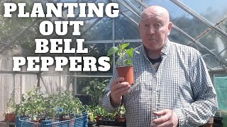 Planting Out Sweet Bell Peppers [Gardening Allotment UK] [Grow Vegetables At Home ]