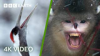 Wildlife Of Japan & China In 4K | BBC Earth