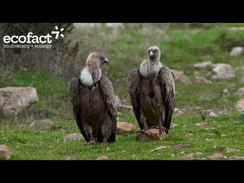 Griffon Vultures Catalan pre-Pyrenees with Cinereous