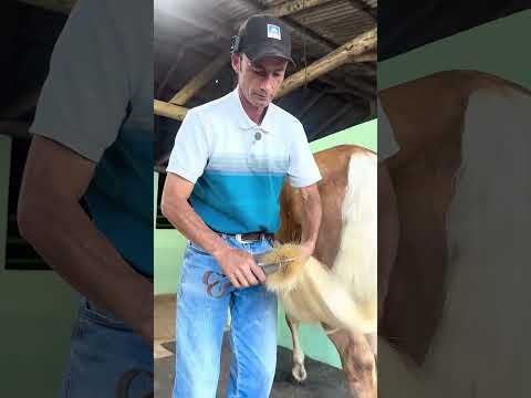 New Ponytail In 20 Seconds #asmr #horse #farrierlife #satisfying #oddlysatisfying