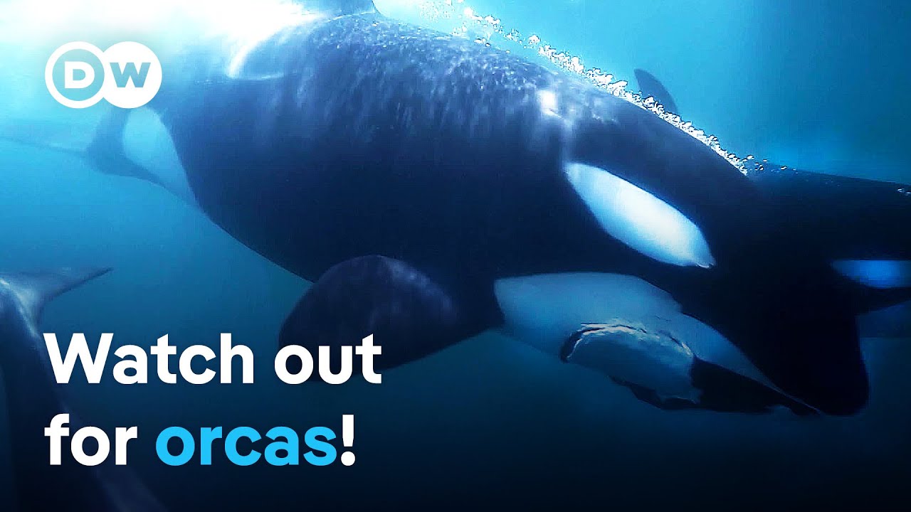 Orca Interactions: Danger in the Strait of Gibraltar