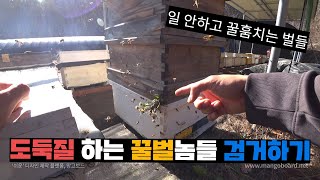 꿀벌이 일은 안하고 저장된 꿀만 훔치러 다닌다고?! 도둑질하는 꿀벌 검거하기